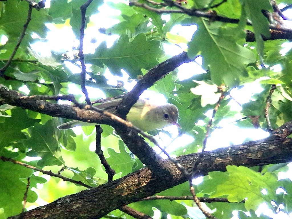 livebirdspoland_5711b0c035c357da4502015e6e678c8d.jpg