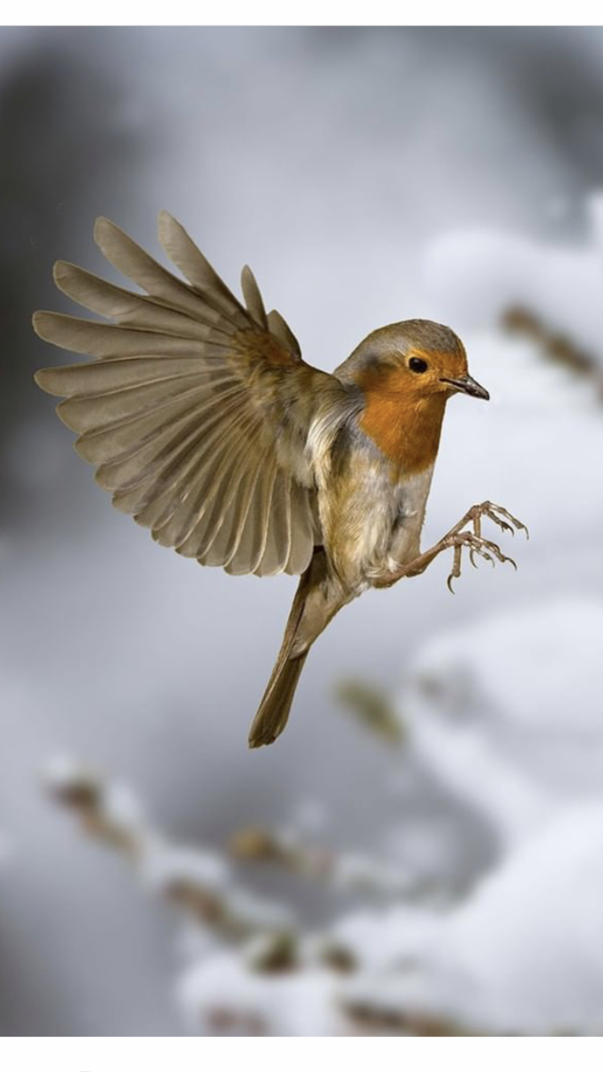livebirdspoland_7d4db209cec7cdb71015a9e6d36e5e12.png