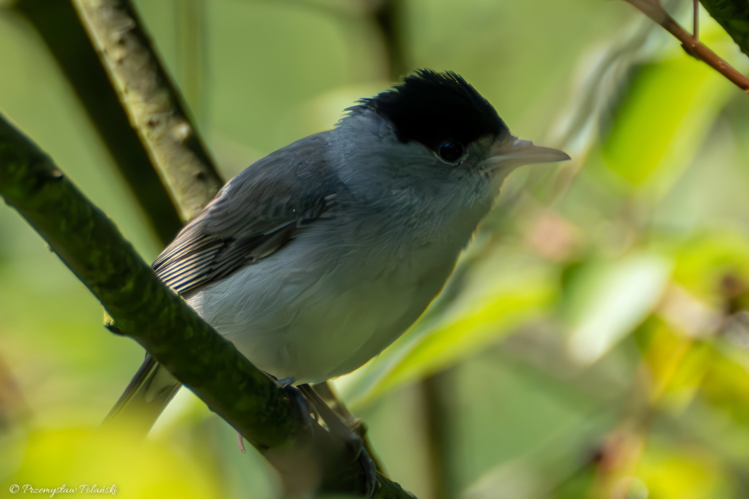 livebirdspoland_1e1e9bc087642d13b31c757909625d37.jpg