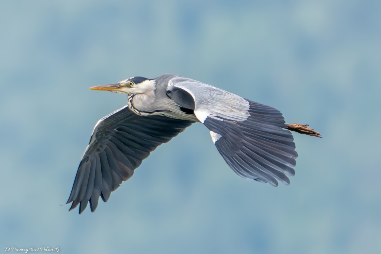 livebirdspoland_6e10364393d740e19f0ee6c8af8575a1.jpg