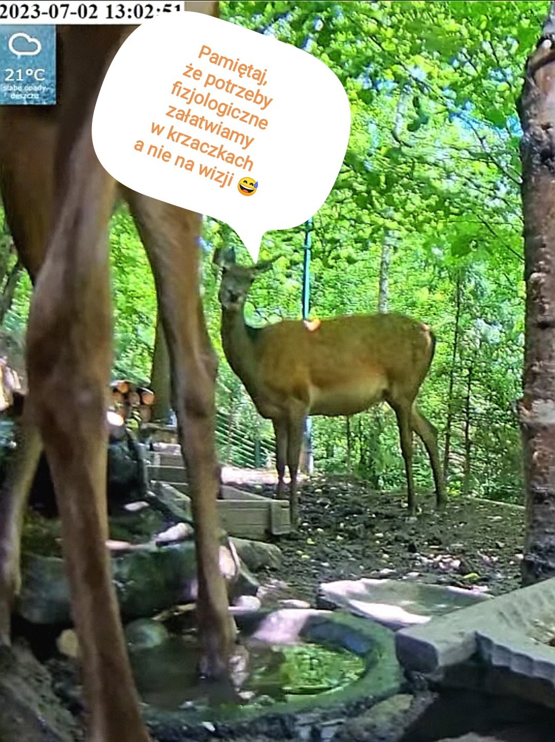 livebirdspoland_fdd74e9ec6174c162d06b93a551c8118.jpg