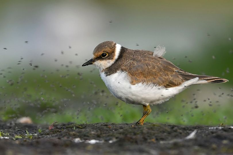 livebirdspoland_0402c9f004fbb215a137a16f7ea086c0.png