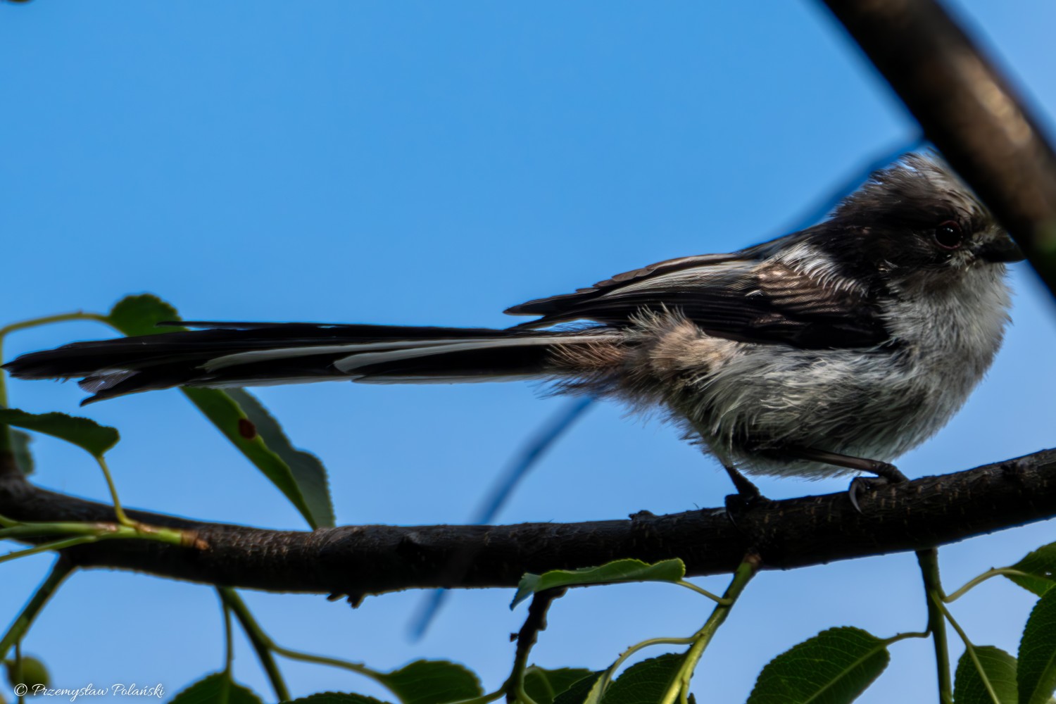 livebirdspoland_ba3e4f8c511af82a85048304279e118d.jpg
