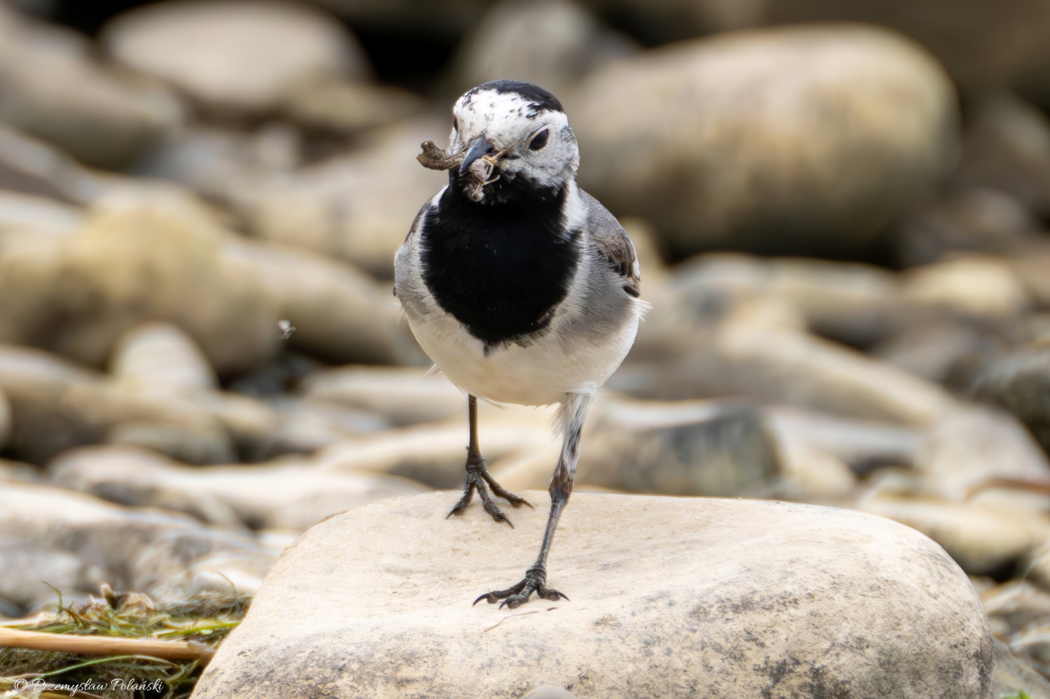 livebirdspoland_0384b9c49b16d37fb985b94497cf8d26.jpg