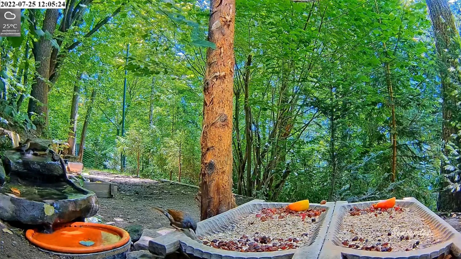 livebirdspoland_b73e48cd31f9787db858f4bba008e81e.jpg
