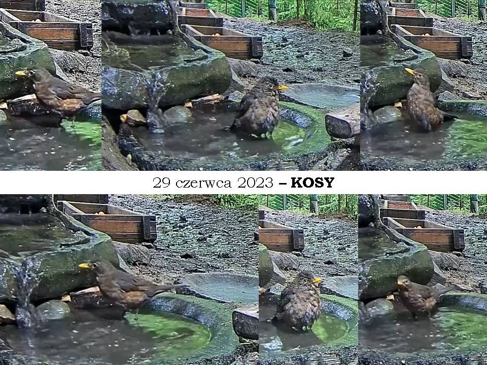 livebirdspoland_0f61518b0e2338fb174d53857fd74267.jpg