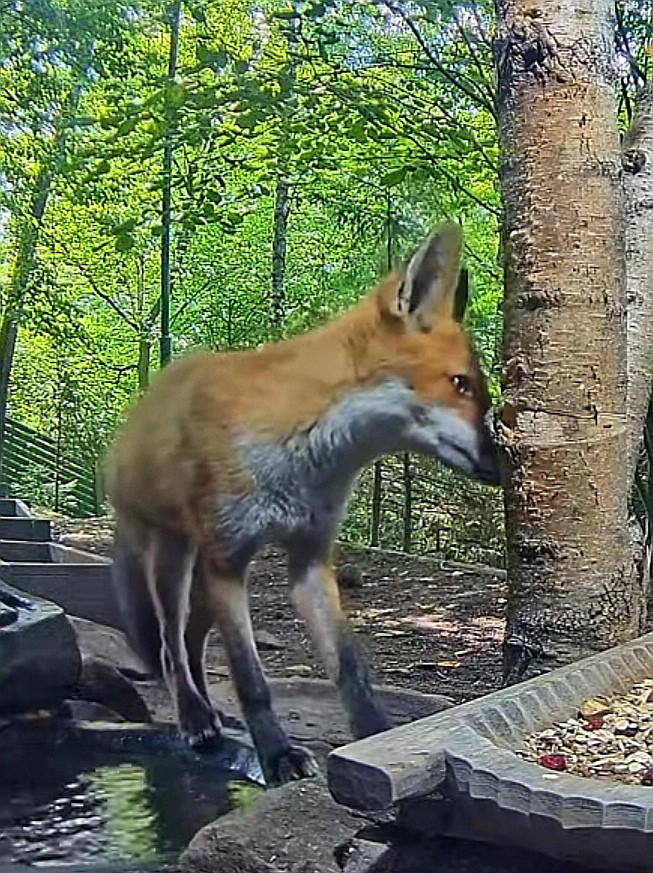 livebirdspoland_87d9bb3ff2889608914560b83d03f048.jpg