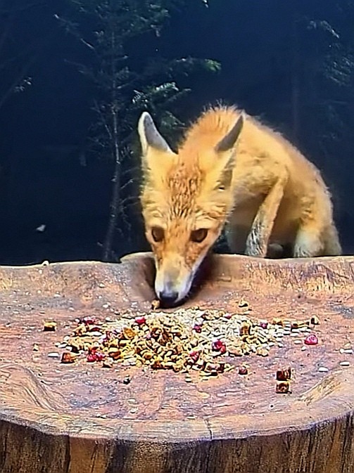livebirdspoland_08ab0933432f5ff8b67b5f006cd7ac4b.jpg