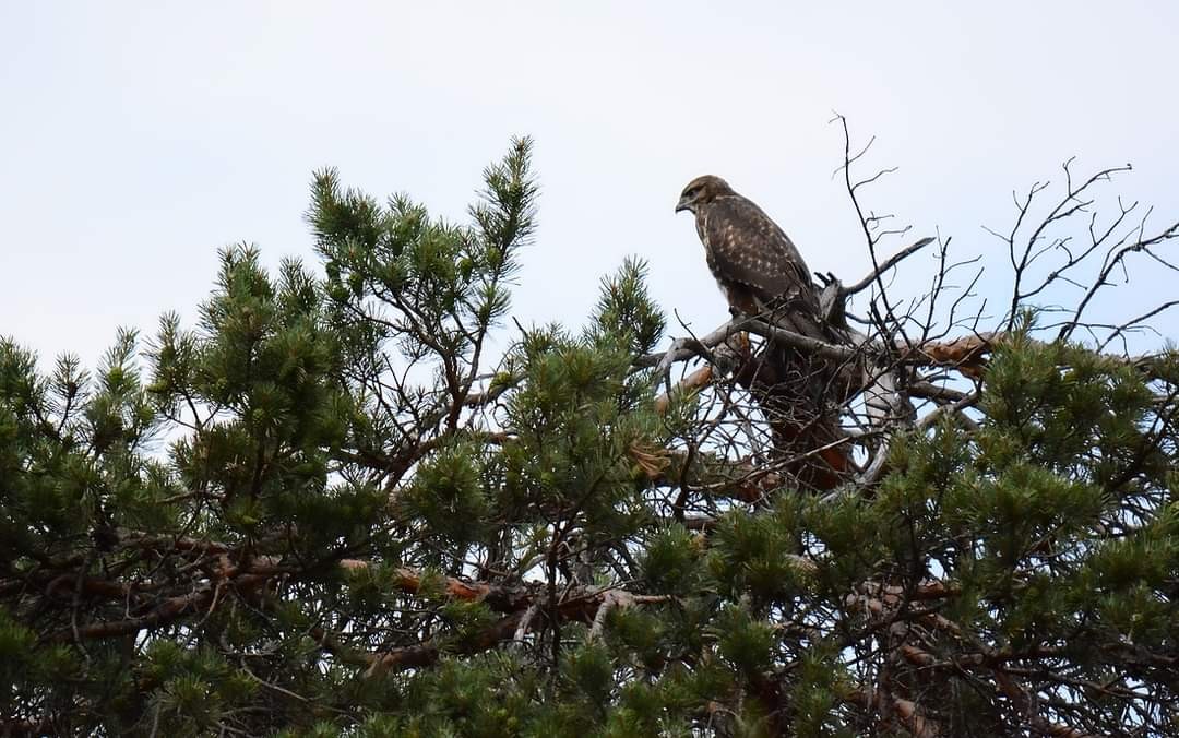 livebirdspoland_d11efe885a5764d3465499fefebfb634.jpg