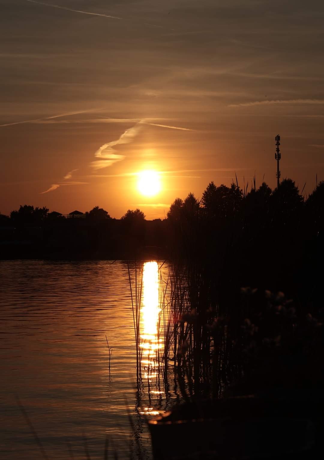 livebirdspoland_1c07a036050f2828f39958cd3b3c77b8.jpg