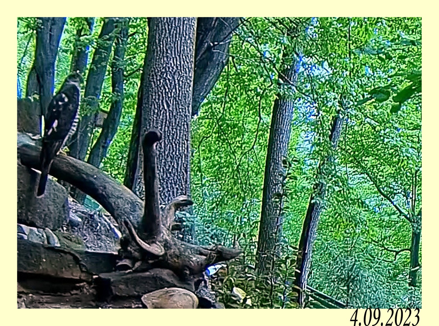 livebirdspoland_c71ef83c8f303cb3b49152d8487d2321.jpg