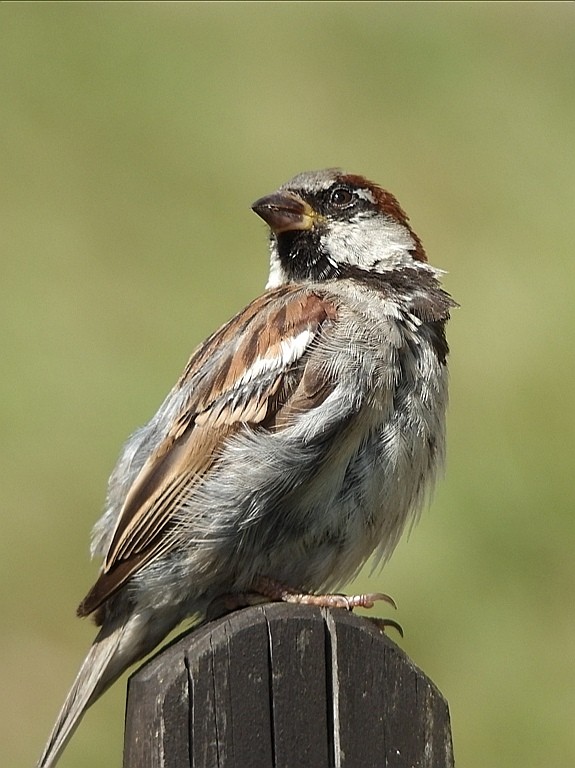 livebirdspoland_e84574fcbf8d95746e020af8481d15bc.jpg