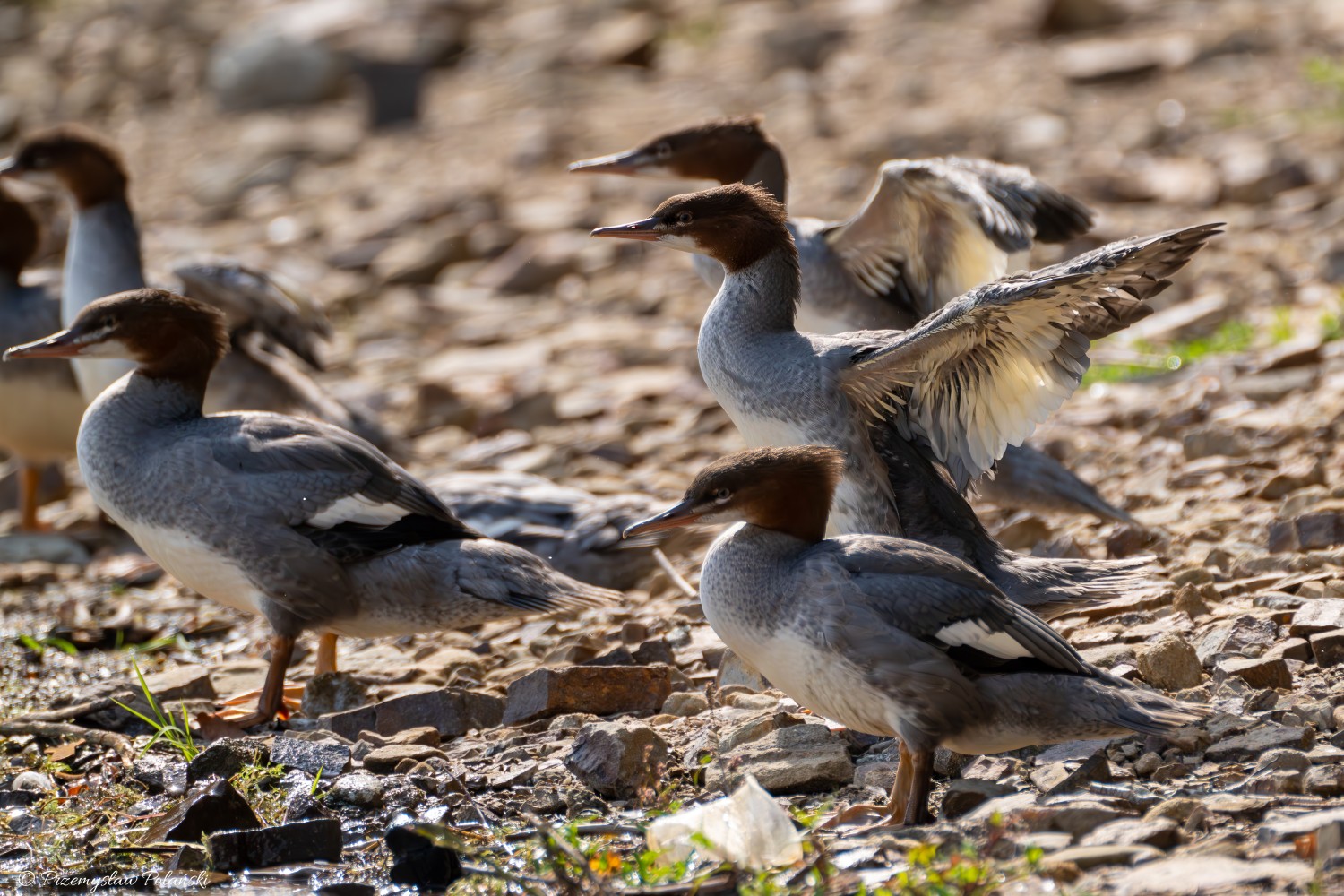 livebirdspoland_a2d429e26b781dde6a250bc6a7826ee5.jpg