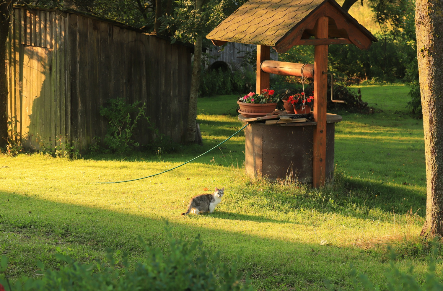 livebirdspoland_aa65cc89f7cc37dea14132284db1326f.png