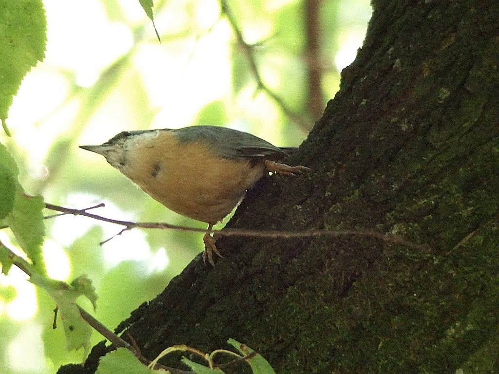 livebirdspoland_afc577c8b3e9035d318d5c810635a285.jpg