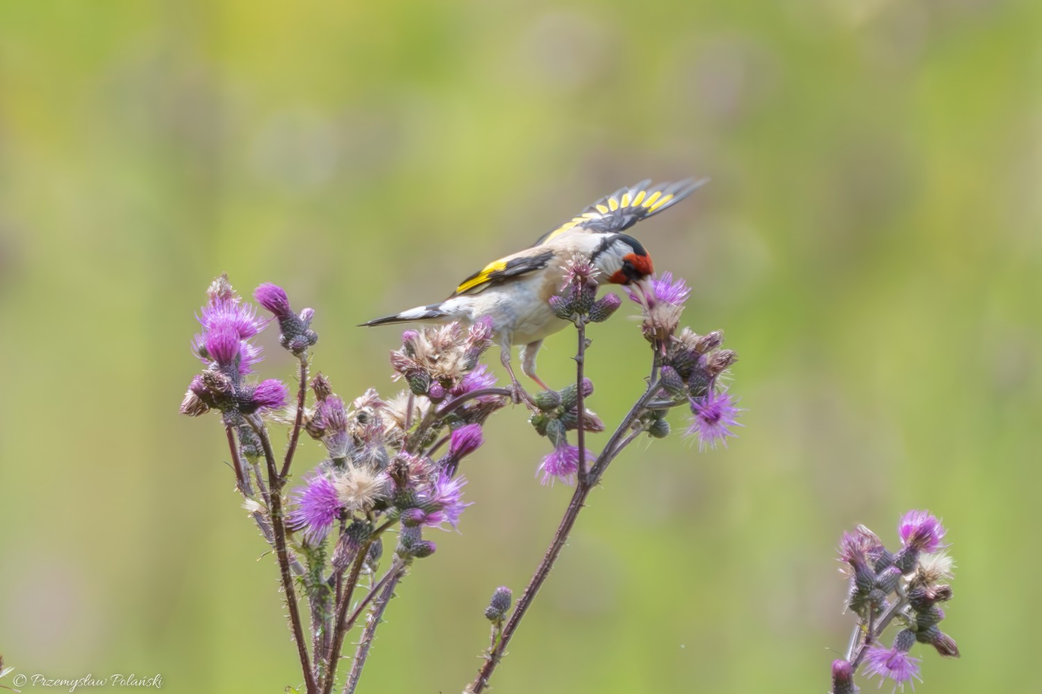 livebirdspoland_9ea4d440a3fdc10772ba608ff18648d6.jpg