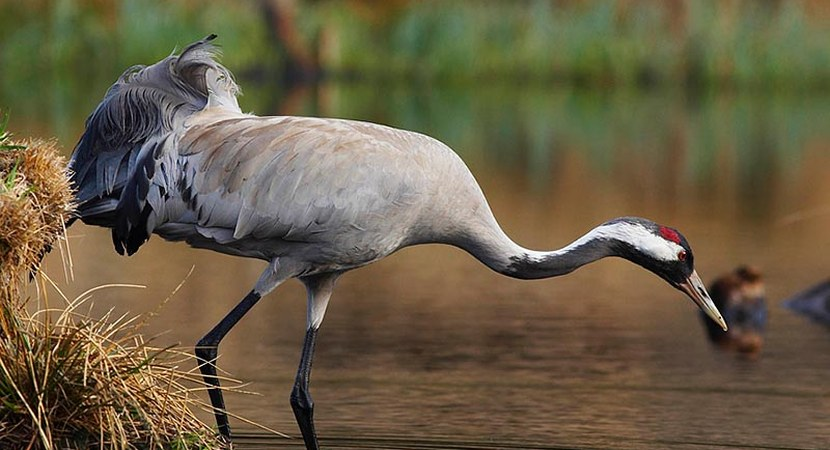 livebirdspoland_aee472c4b429a2665ddeaf157185e147.png