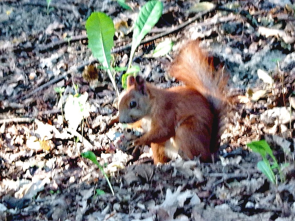 livebirdspoland_51132370b18dbfec0a13f40314540f1f.jpg