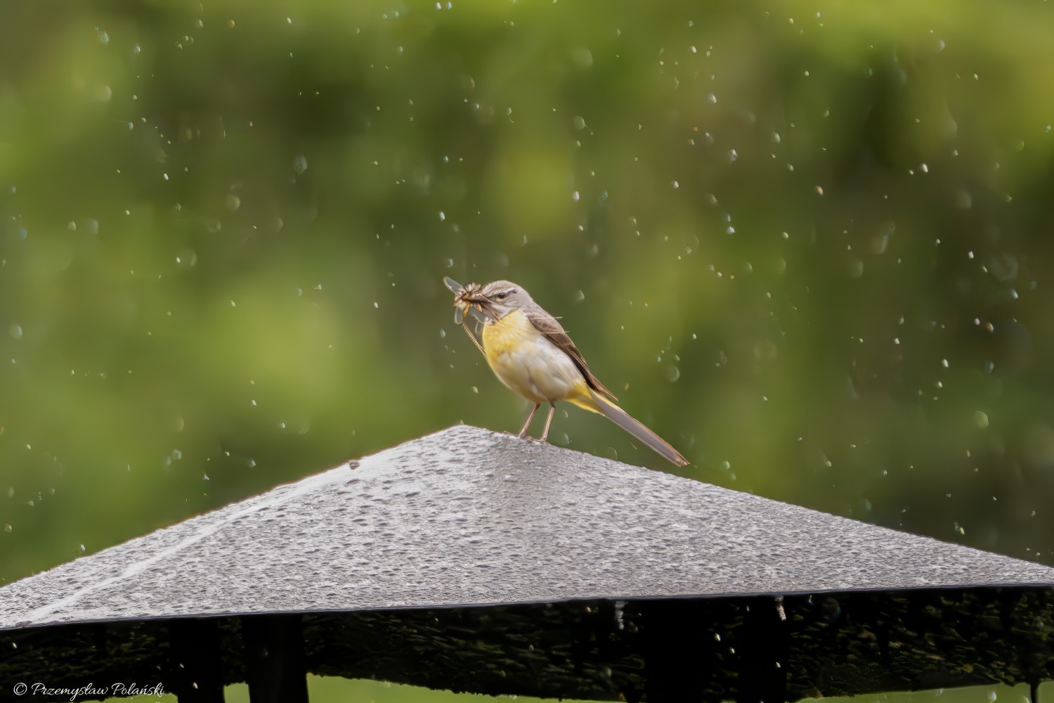 livebirdspoland_530b3d52d96dc09a3d2f083cc5d1dc04.jpg