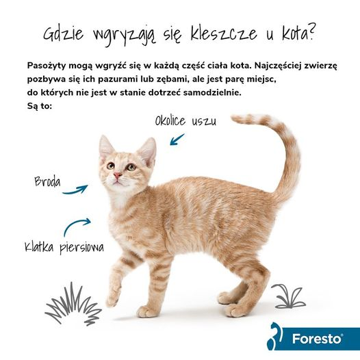 livebirdspoland_c3f5f18a6957d38345cef6632fb15737.png