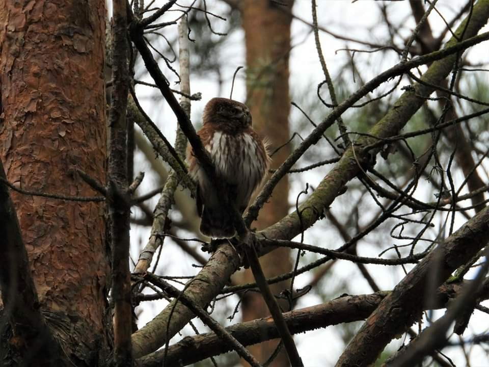 livebirdspoland_437b2d3f2037d6e2c8277f59692920be.jpg