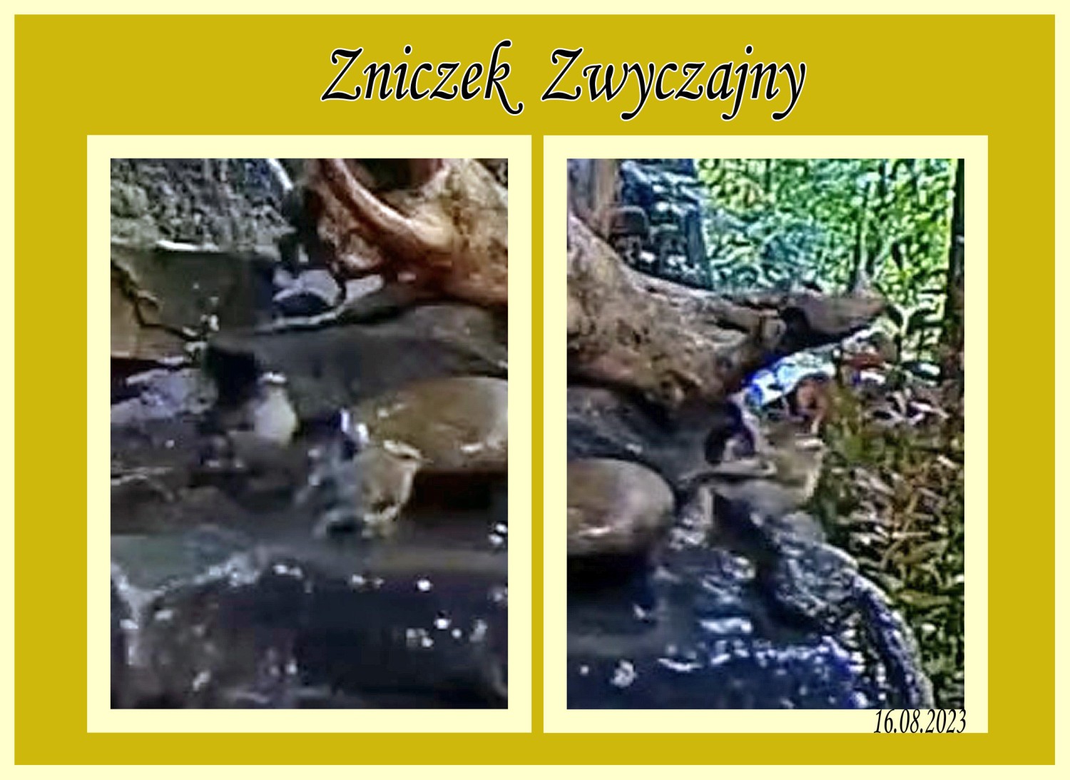livebirdspoland_e107c86ec376cf7ef1620e7ffd893b88.jpg
