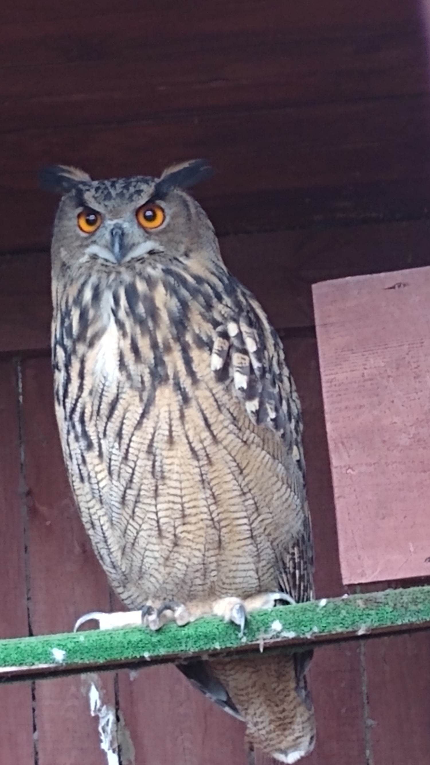 livebirdspoland_bde635721e39188efc60bca106e5c44f.jpg