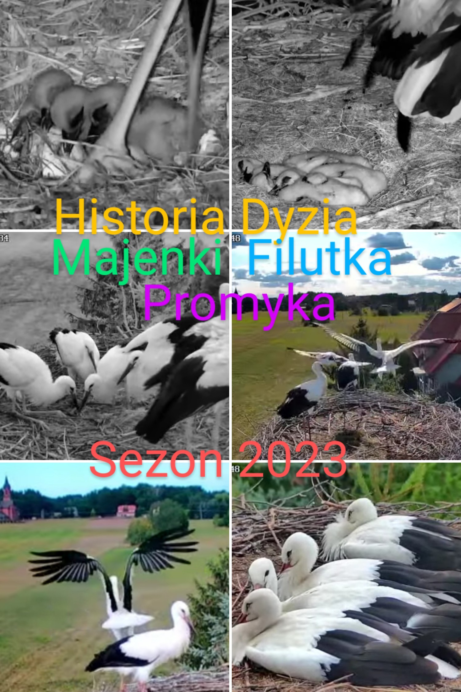 livebirdspoland_0ae2d3cca4b084e65e3036a0a46d9e4b.jpg