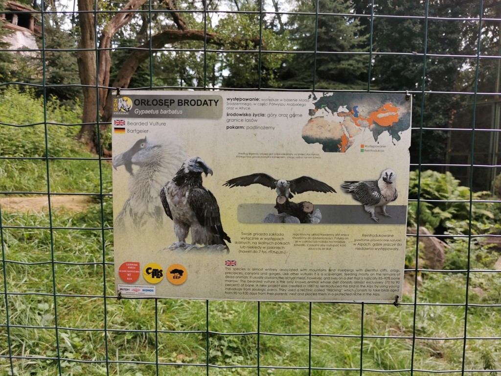 livebirdspoland_b7d54ad6b7d904fd0055adda788435e3.jpg