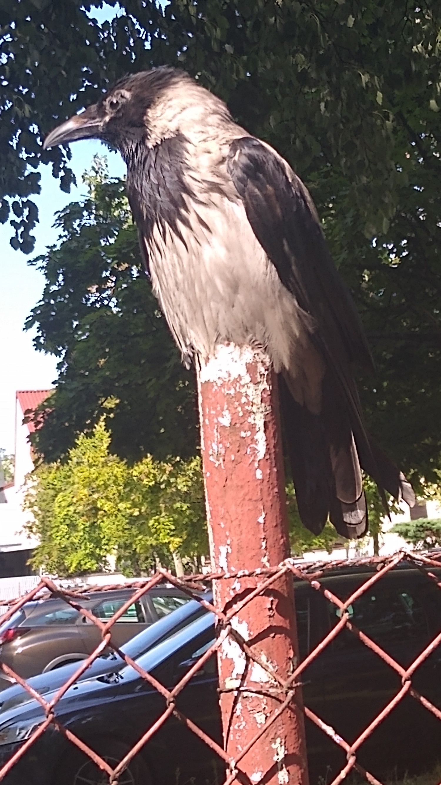 livebirdspoland_2f701184a7cb3a2b0276c56b2bd1b7e9.jpg