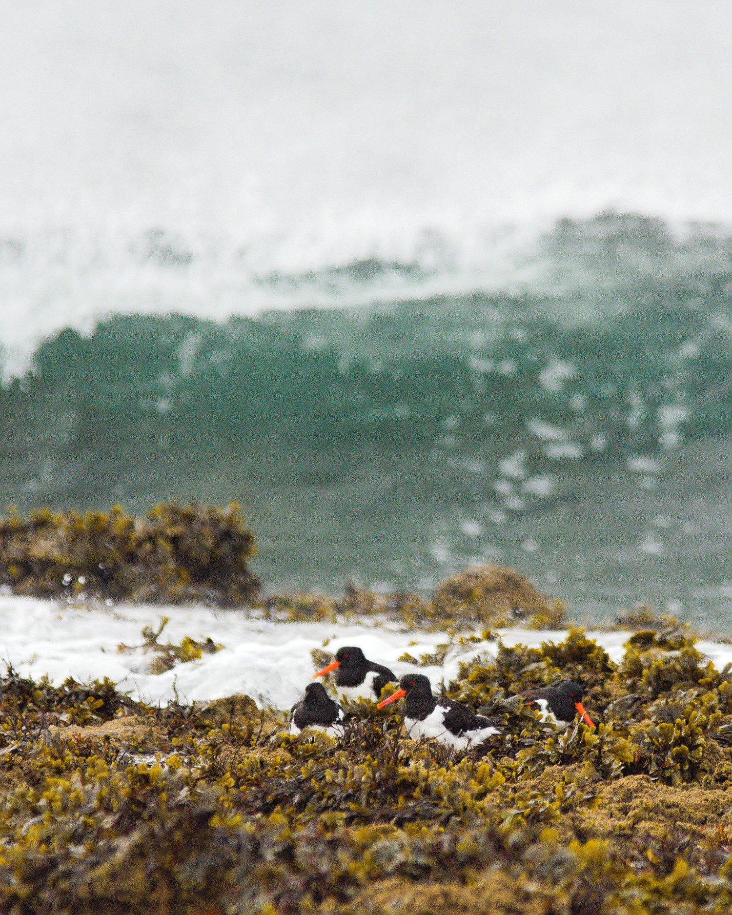 livebirdspoland_c79b84f47470667b0200e5e02cd7198d.jpg