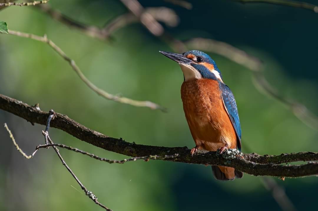 livebirdspoland_affb25cf17b7d86f582761d1304af592.jpg