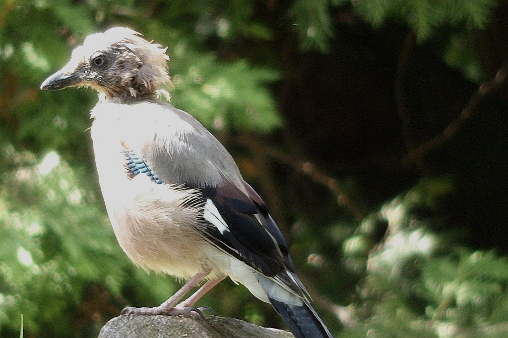livebirdspoland_f56cef1859e153e70ee4981087e74b50.jpg