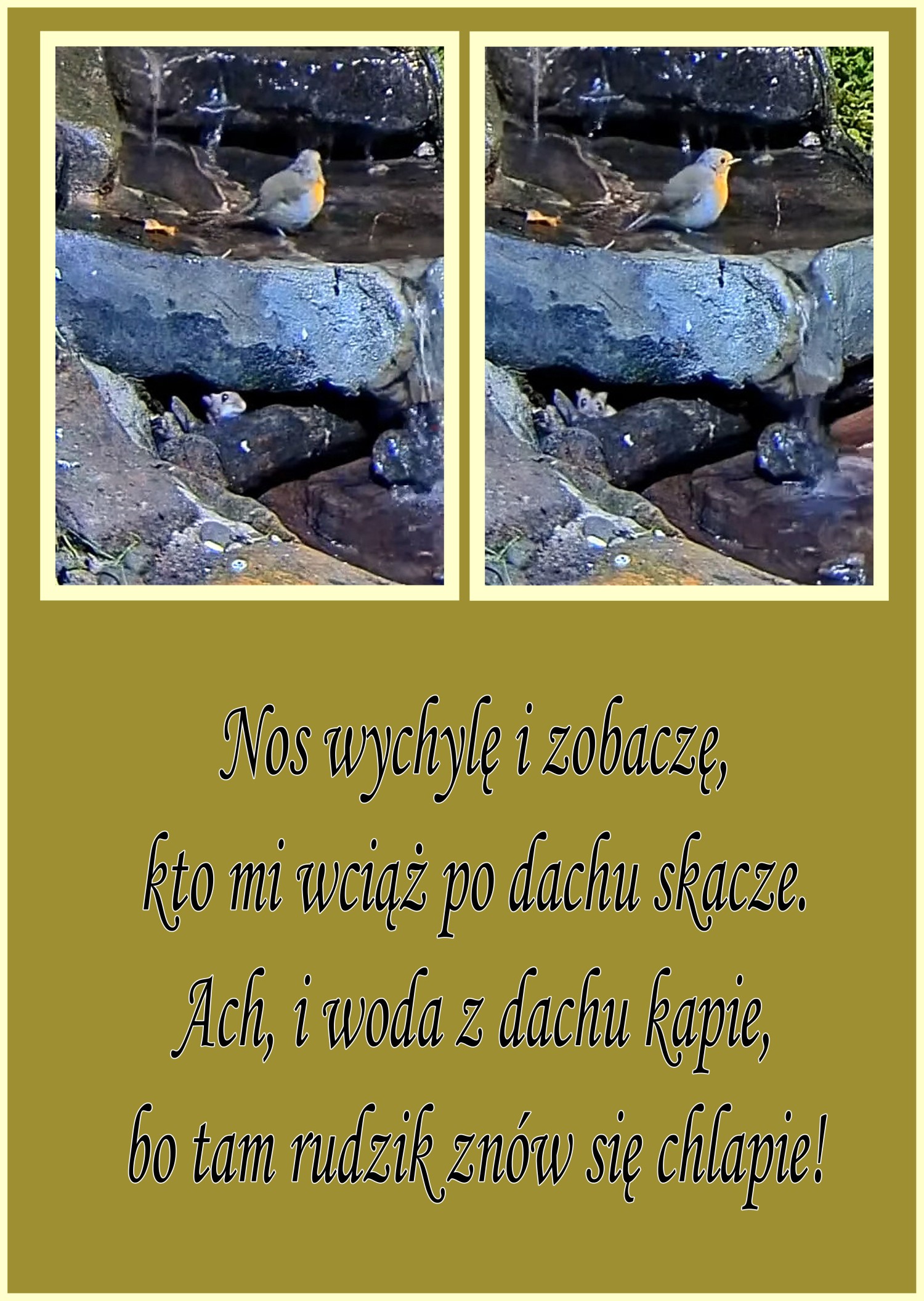 livebirdspoland_adcffe07bb532c002a92e6dd3ec0ab3b.jpg