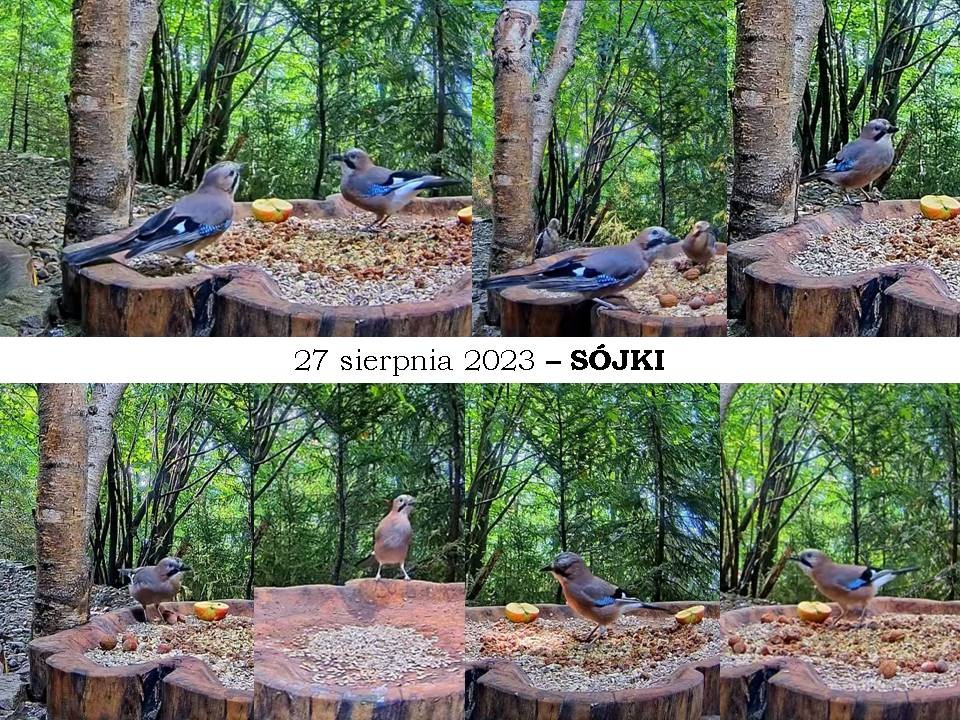 livebirdspoland_7bf6f1264621ea326f1fb30a725dc80e.jpg