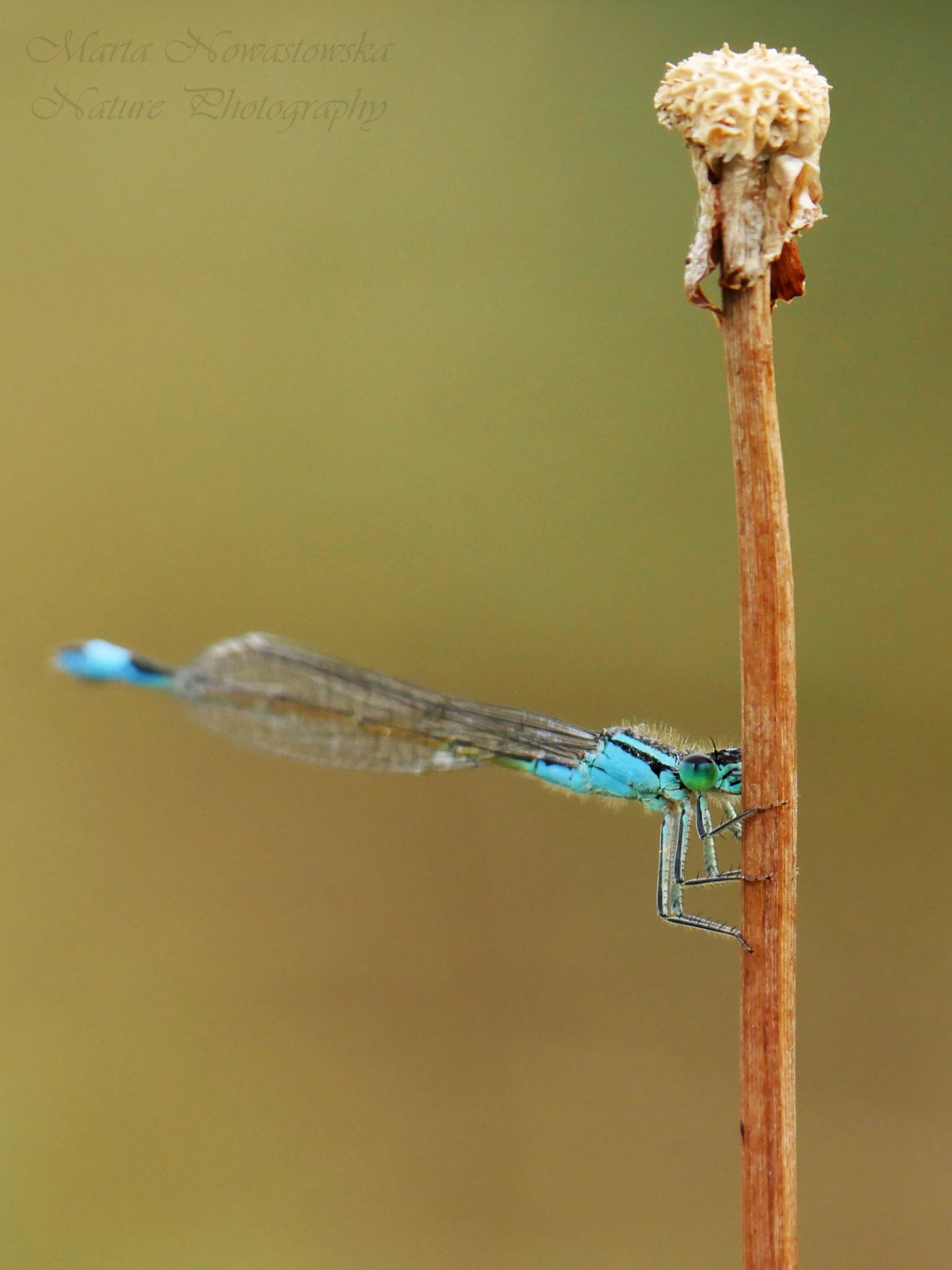 livebirdspoland_026d455c7d442fd3fc383566e0f09ff6.jpg