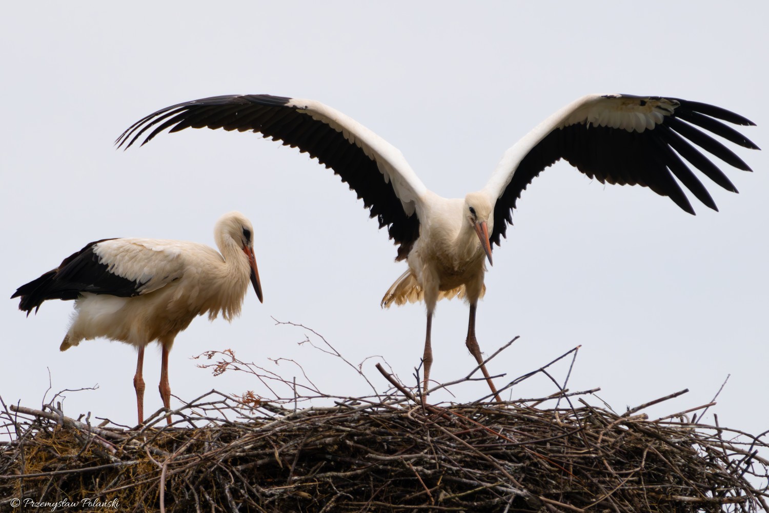 livebirdspoland_5cd77d5c7b792b3400ef94e6b0f33098.jpg