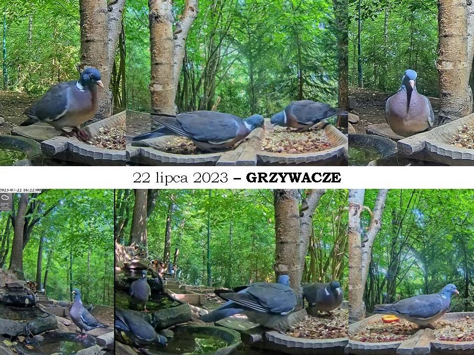 livebirdspoland_ca008847c752bf5b06ba7af17f776ad9.jpg