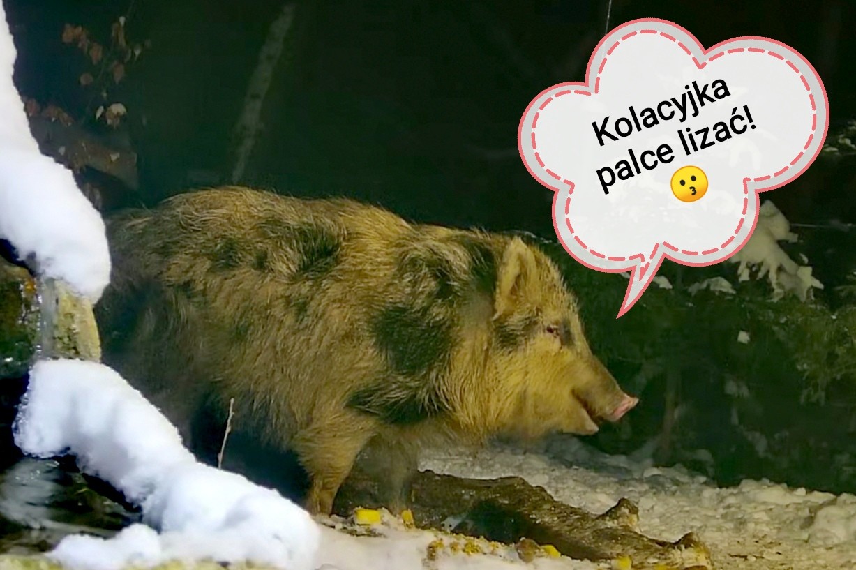 livebirdspoland_9e891c080f2d0ce02e9368da003e012c.jpg