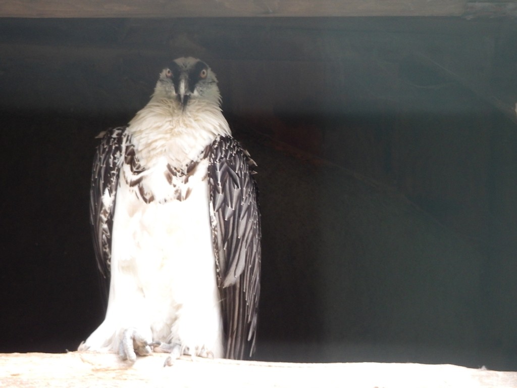 livebirdspoland_fd6889ac959c25f2957660f55e7e9118.jpg