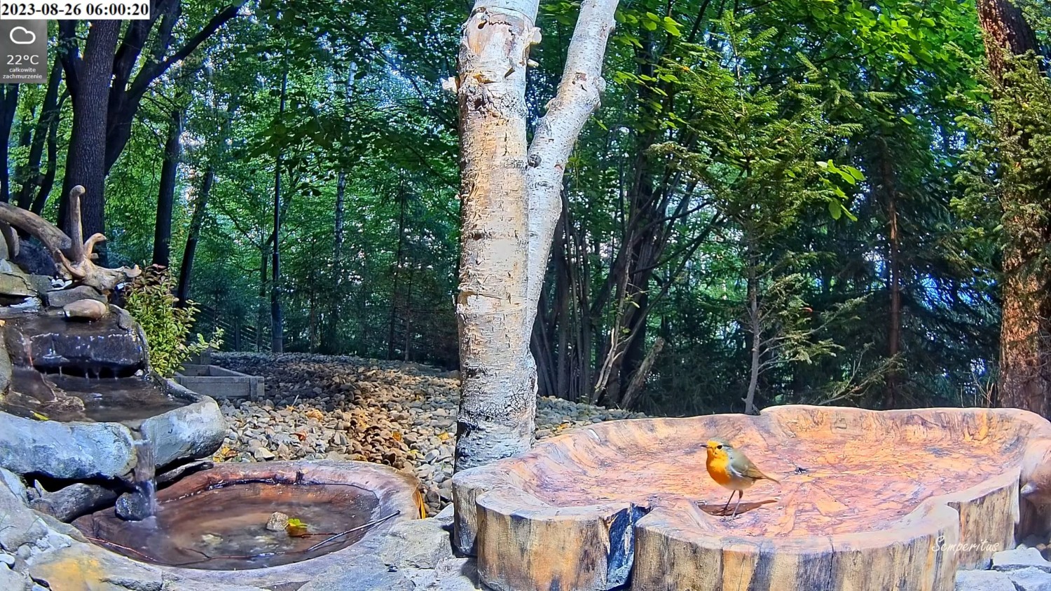 livebirdspoland_d1926136a7f863b3dcaa96fcaeae5e59.jpg
