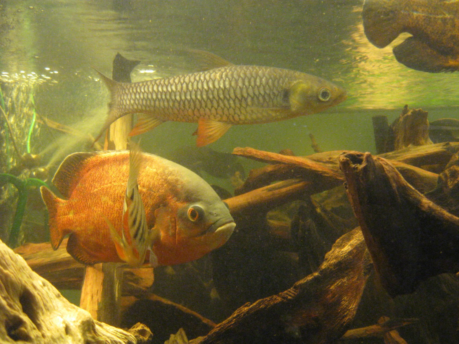 livebirdspoland_57b4c04dc3ec9b7c4df24f759ffc3275.jpg