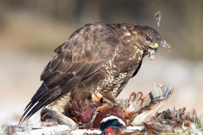 livebirdspoland_a5635fc55b7e2424666e2e7c9984bcfe.png