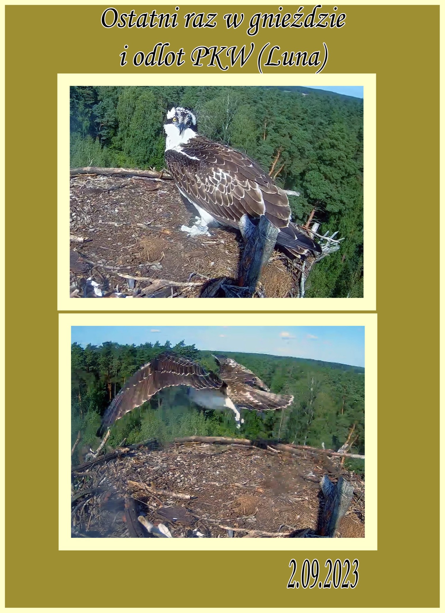 livebirdspoland_a47d8b3b6f83b146236050d7a8b0f392.jpg