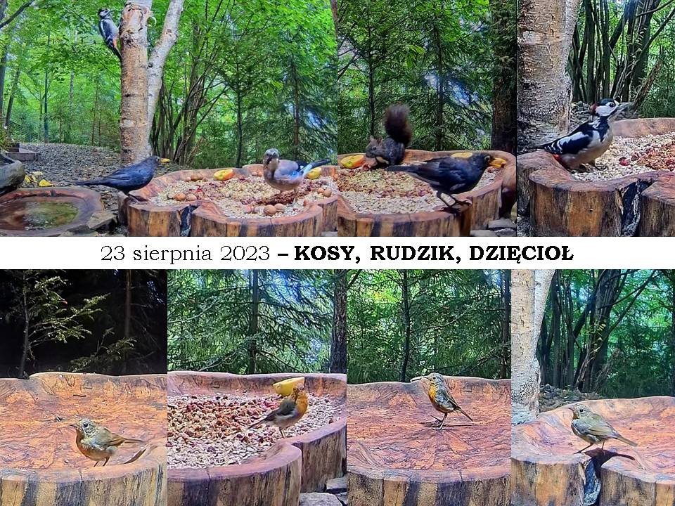 livebirdspoland_dd390ff8c3a293f845c5374cecff6cd5.jpg