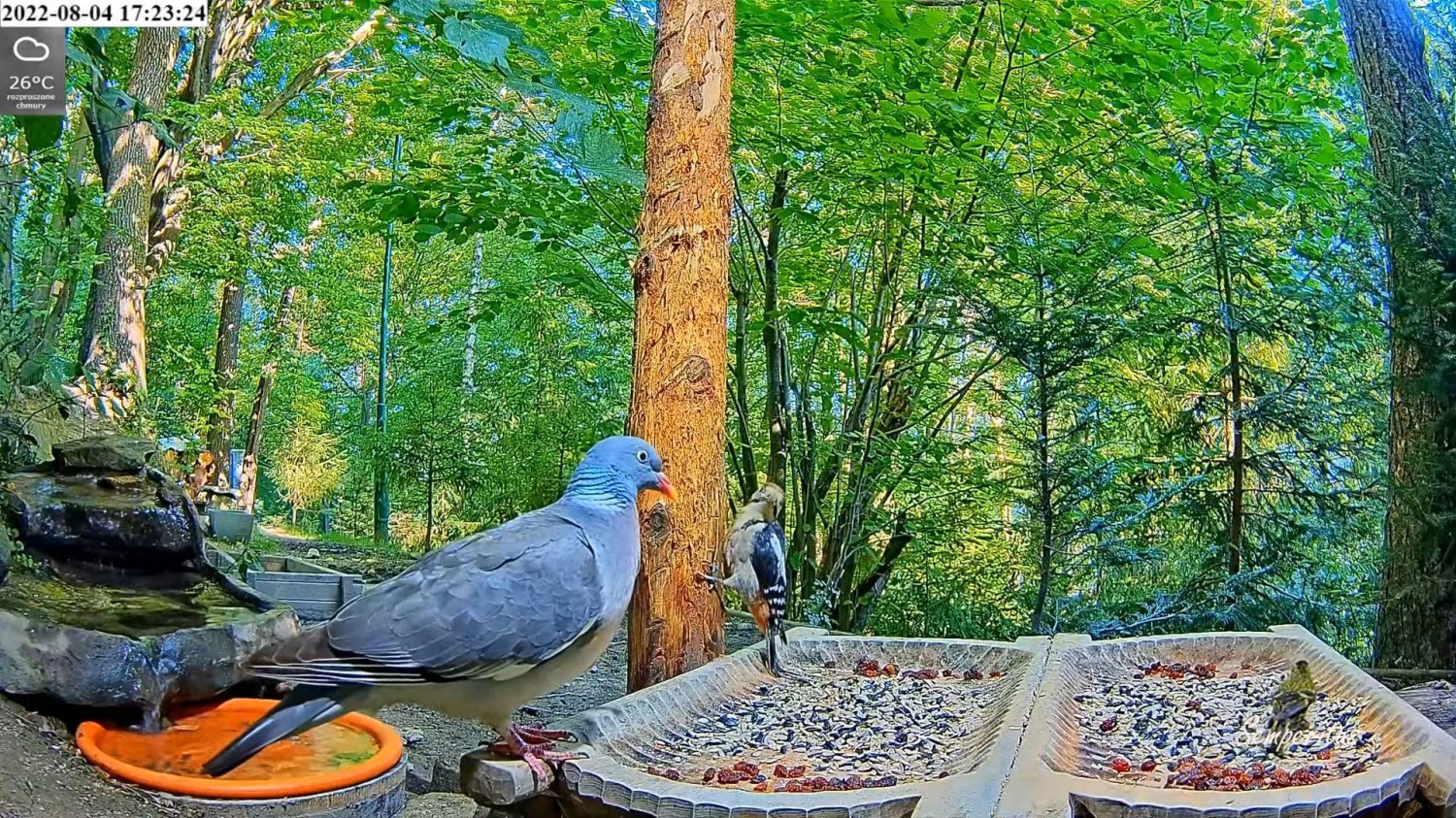 livebirdspoland_8cbd2365045af08fab5ea2e7626a8fa8.jpg