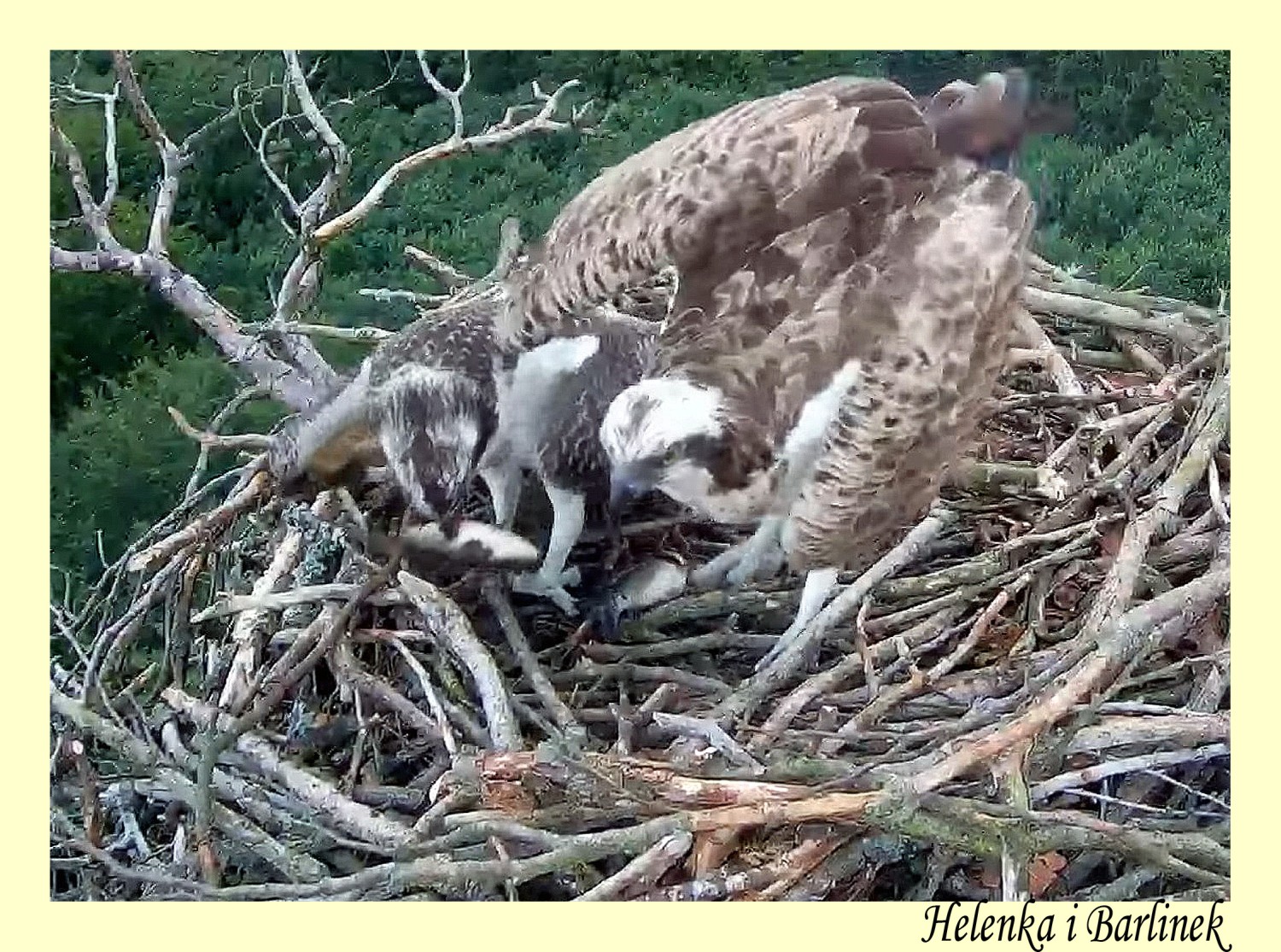 livebirdspoland_e21c56fc886df7c85eda8d86b69bd5e6.jpg