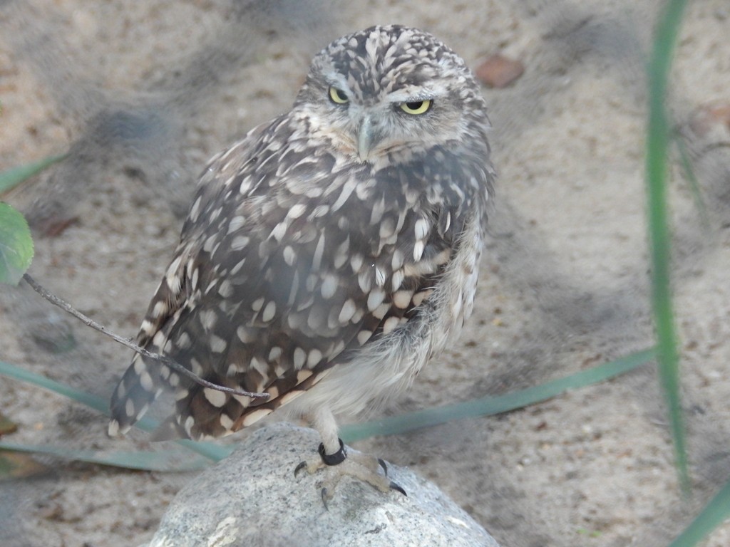 livebirdspoland_d3a4f60978b921d00549bd0fc77b8bb6.jpg
