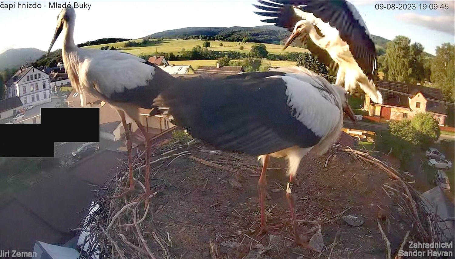 livebirdspoland_bdcfd1dbbe3e996ae19b8900c4fe94e5.jpg