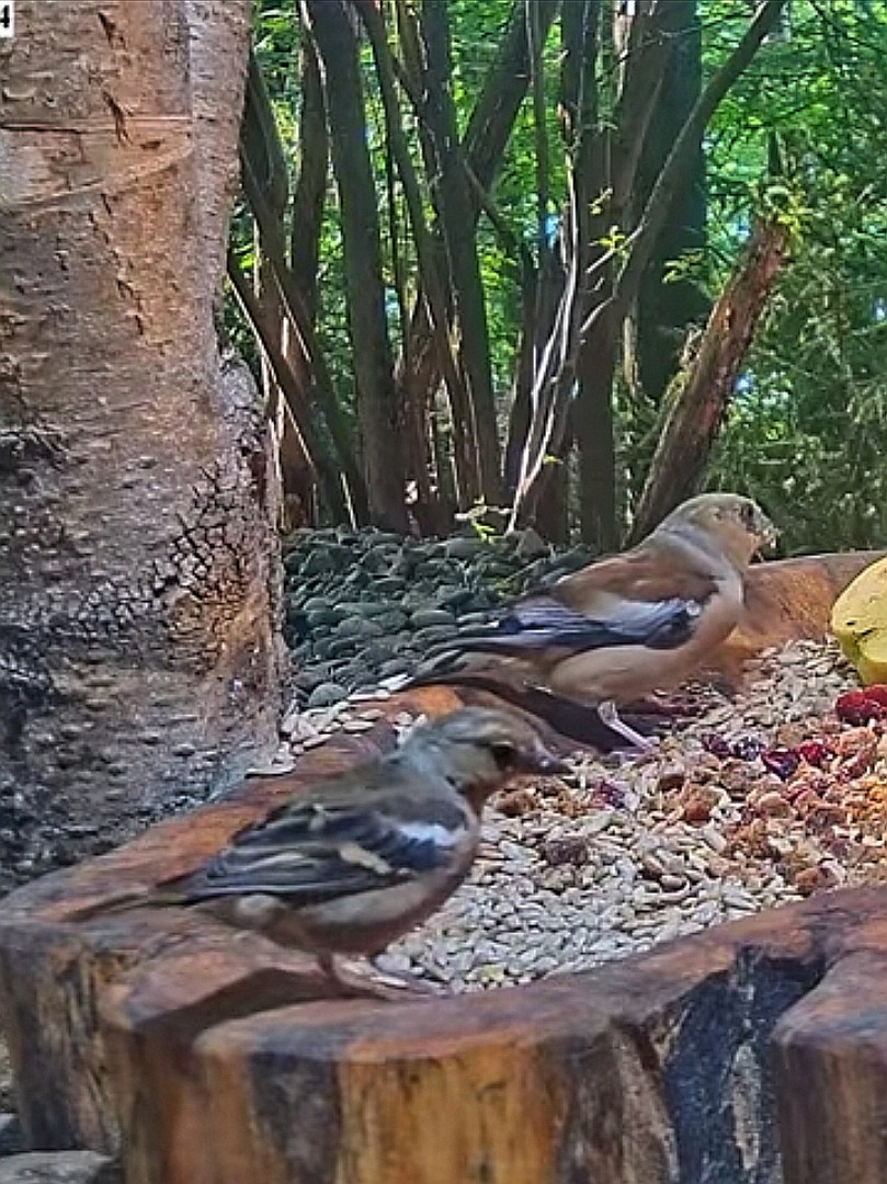 livebirdspoland_f0bbcb62936809553eeb560fbcb29ada.jpg